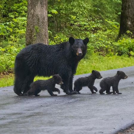 Majestic View Lodge, Amazing Views, Hot Tub, 1089 Free Tickets Each Paid Day, Dollywood And More Gatlinburg Eksteriør bilde